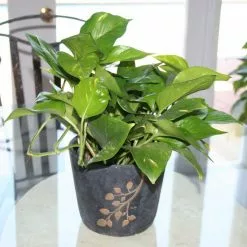 Best deal 💯 Costa Farms Golden Pothos 6 in. Grower Pot ✨ -Pavestone || Costa Farms Shop costa farms indoor plants 6goldpothos 1f 1000