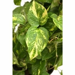 Best deal 💯 Costa Farms Golden Pothos 6 in. Grower Pot ✨ -Pavestone || Costa Farms Shop costa farms indoor plants 6goldpothos 4f 1000