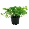 Best deal 💯 Costa Farms Golden Pothos 6 in. Grower Pot ✨ 2 Best deal 💯 Costa Farms Golden Pothos 6 in. Grower Pot ✨ -Pavestone || Costa Farms Shop costa farms indoor plants 6goldpothos 64 1000