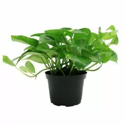 Best deal 💯 Costa Farms Golden Pothos 6 in. Grower Pot ✨