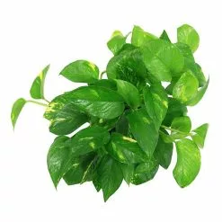 Best deal 💯 Costa Farms Golden Pothos 6 in. Grower Pot ✨ -Pavestone || Costa Farms Shop costa farms indoor plants 6goldpothos c3 1000