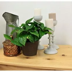 Pavestone || Costa Farms Shop -Pavestone || Costa Farms Shop costa farms indoor plants 6goldpothos e1 1000