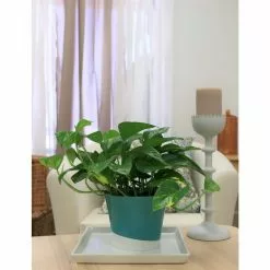 Best deal 💯 Costa Farms Golden Pothos 6 in. Grower Pot ✨ -Pavestone || Costa Farms Shop costa farms indoor plants 6goldpothos fa 1000