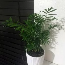 Hot Sale ๐ Costa Farms Neanthebella Palm in 6 in. Grower Pot ๐ 11 Hot Sale ๐ Costa Farms Neanthebella Palm in 6 in. Grower Pot ๐ -Pavestone || Costa Farms Shop costa farms indoor plants 6nean 31 1000