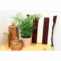 Hot Sale ๐ Costa Farms Neanthebella Palm in 6 in. Grower Pot ๐ 10 Hot Sale ๐ Costa Farms Neanthebella Palm in 6 in. Grower Pot ๐ -Pavestone || Costa Farms Shop costa farms indoor plants 6nean 4f 1000