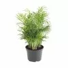 Hot Sale 😍 Costa Farms Neanthebella Palm in 6 in. Grower Pot 👏 1 Hot Sale 😍 Costa Farms Neanthebella Palm in 6 in. Grower Pot 👏 -Pavestone || Costa Farms Shop costa farms indoor plants 6nean 64 1000