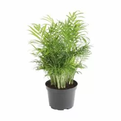 Hot Sale 😍 Costa Farms Neanthebella Palm in 6 in. Grower Pot 👏