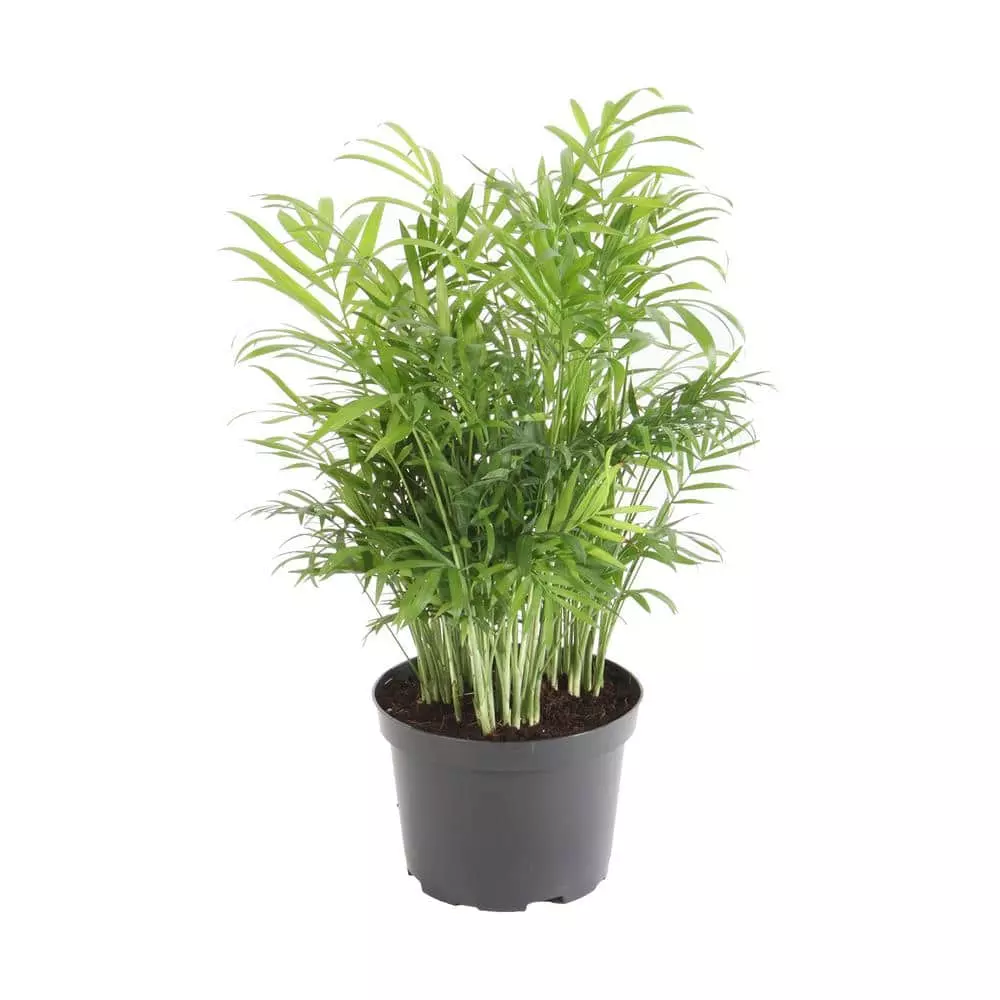 Hot Sale ๐ Costa Farms Neanthebella Palm in 6 in. Grower Pot ๐ 3 Hot Sale ๐ Costa Farms Neanthebella Palm in 6 in. Grower Pot ๐