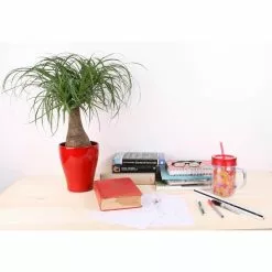 Flash Sale ✨ Costa Farms Ponytail Palm in 6 in. Grower Pot ❤️ -Pavestone || Costa Farms Shop costa farms indoor plants 6pony 1f 1000