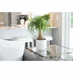 Flash Sale ✨ Costa Farms Ponytail Palm in 6 in. Grower Pot ❤️ -Pavestone || Costa Farms Shop costa farms indoor plants 6pony 4f 1000