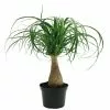 Flash Sale ✨ Costa Farms Ponytail Palm in 6 in. Grower Pot ❤️ -Pavestone || Costa Farms Shop costa farms indoor plants 6pony 64 1000