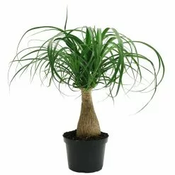 Flash Sale ✨ Costa Farms Ponytail Palm in 6 in. Grower Pot ❤️