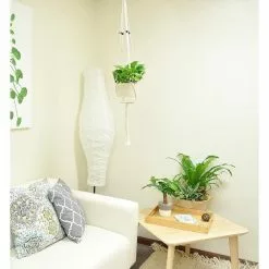 Promo ⌛ Costa Farms Pothos Plant in 6 in. Premium Ceramic with Macrame Hanger ⭐ -Pavestone || Costa Farms Shop costa farms indoor plants 6pothschang 4f 1000