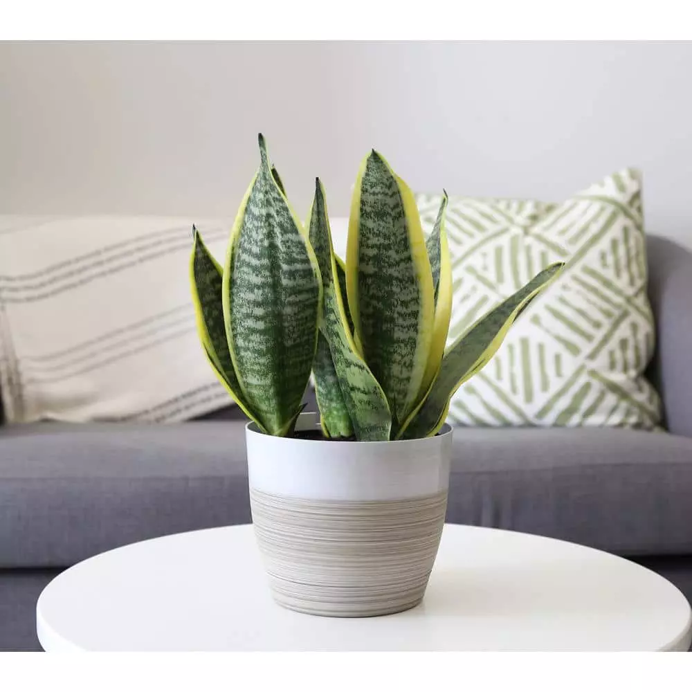 Best Sale ๐ Costa Farms Snake Plant, Sansevieria in 6in Grower Pot, Grower's Choice โค๏ธ 6 Best Sale ๐ Costa Farms Snake Plant, Sansevieria in 6in Grower Pot, Grower's Choice โค๏ธ - Image 4