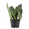 Best Sale 😉 Costa Farms Snake Plant, Sansevieria in 6in Grower Pot, Grower's Choice ❤️ -Pavestone || Costa Farms Shop costa farms indoor plants 6sanz 64 1000
