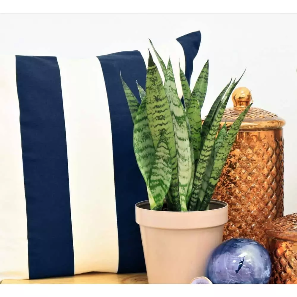 Best Sale ๐ Costa Farms Snake Plant, Sansevieria in 6in Grower Pot, Grower's Choice โค๏ธ 5 Best Sale ๐ Costa Farms Snake Plant, Sansevieria in 6in Grower Pot, Grower's Choice โค๏ธ - Image 3