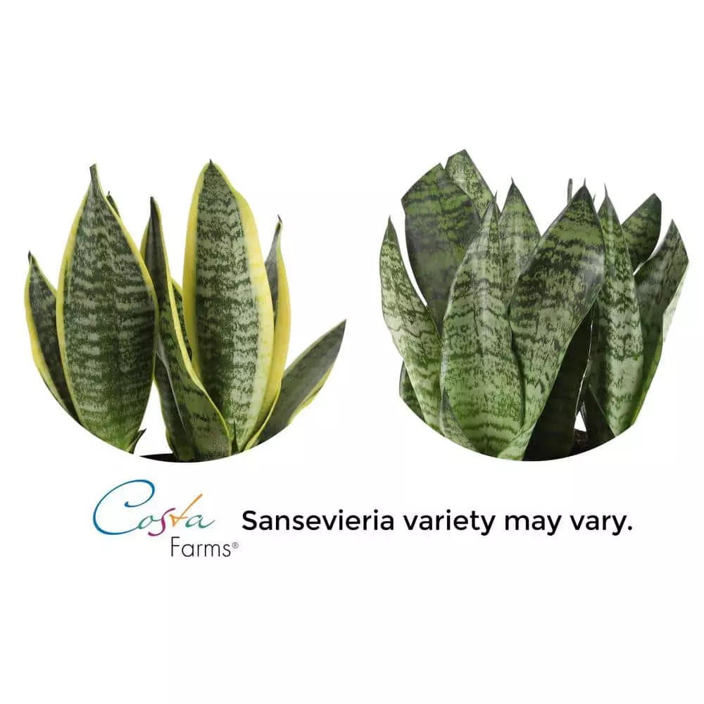Best Sale ๐ Costa Farms Snake Plant, Sansevieria in 6in Grower Pot, Grower's Choice โค๏ธ 4 Best Sale ๐ Costa Farms Snake Plant, Sansevieria in 6in Grower Pot, Grower's Choice โค๏ธ - Image 2