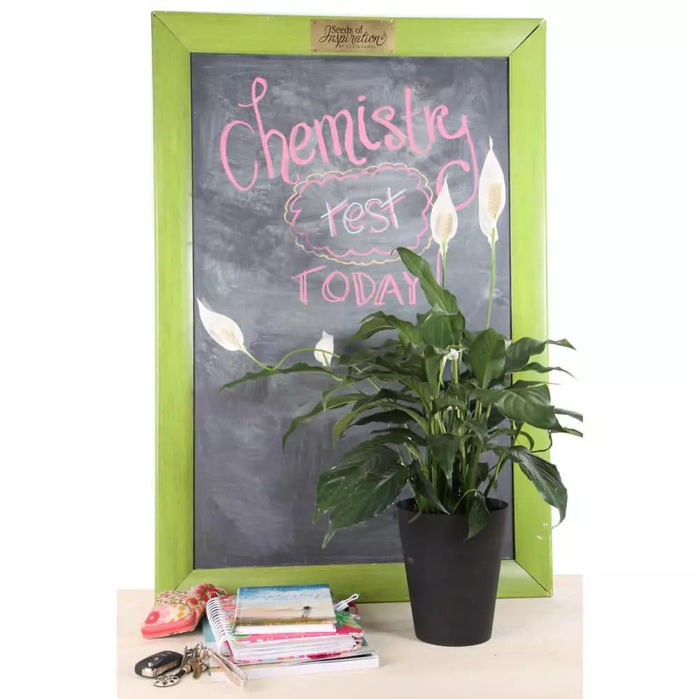 Promo ๐ Costa Farms Spathiphyllum in 6 in. Grower Pot ๐คฉ 6 Promo ๐ Costa Farms Spathiphyllum in 6 in. Grower Pot ๐คฉ - Image 4