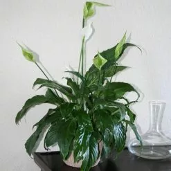 Promo ๐ Costa Farms Spathiphyllum in 6 in. Grower Pot ๐คฉ 15 Promo ๐ Costa Farms Spathiphyllum in 6 in. Grower Pot ๐คฉ -Pavestone || Costa Farms Shop costa farms indoor plants 6spath 31 1000