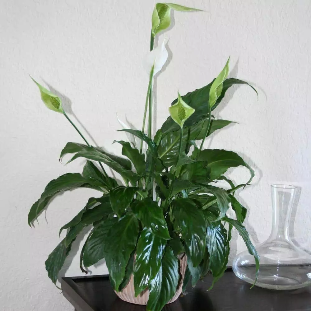 Promo ๐ Costa Farms Spathiphyllum in 6 in. Grower Pot ๐คฉ 9 Promo ๐ Costa Farms Spathiphyllum in 6 in. Grower Pot ๐คฉ - Image 7