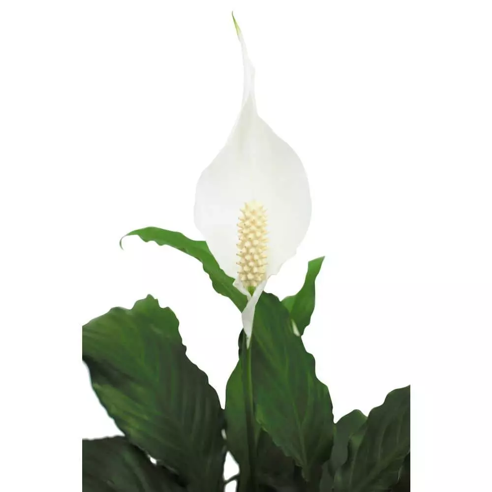 Promo ๐ Costa Farms Spathiphyllum in 6 in. Grower Pot ๐คฉ 7 Promo ๐ Costa Farms Spathiphyllum in 6 in. Grower Pot ๐คฉ - Image 5