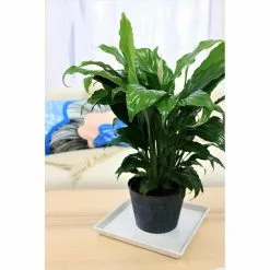 Promo ๐ Costa Farms Spathiphyllum in 6 in. Grower Pot ๐คฉ 11 Promo ๐ Costa Farms Spathiphyllum in 6 in. Grower Pot ๐คฉ -Pavestone || Costa Farms Shop costa farms indoor plants 6spath 4f 1000