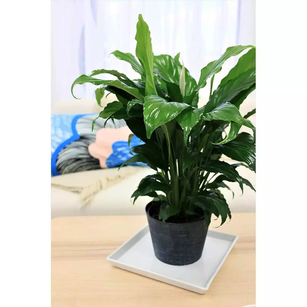Promo ๐ Costa Farms Spathiphyllum in 6 in. Grower Pot ๐คฉ 5 Promo ๐ Costa Farms Spathiphyllum in 6 in. Grower Pot ๐คฉ - Image 3