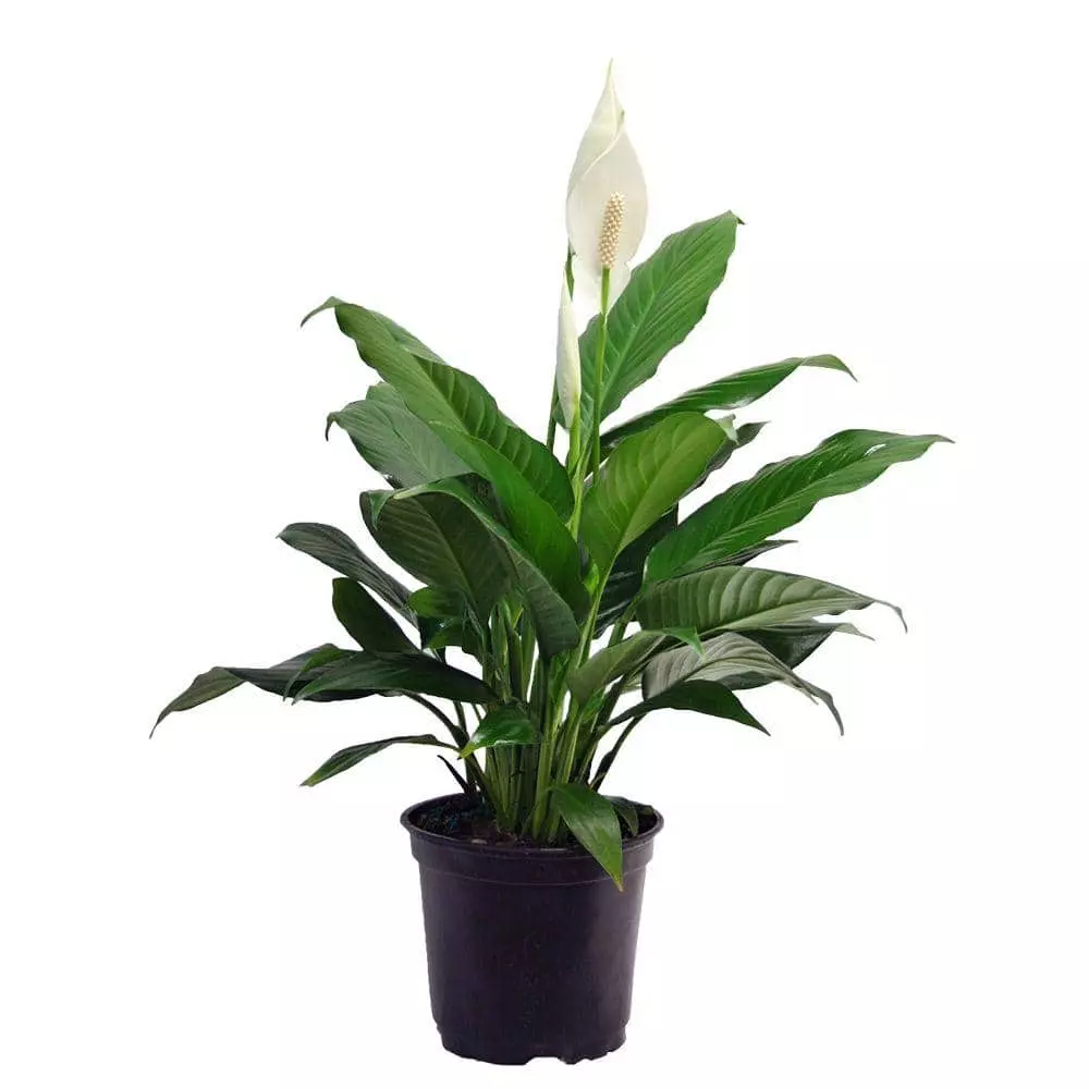 Promo ๐ Costa Farms Spathiphyllum in 6 in. Grower Pot ๐คฉ 3 Promo ๐ Costa Farms Spathiphyllum in 6 in. Grower Pot ๐คฉ