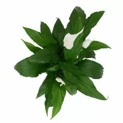 Promo ๐ Costa Farms Spathiphyllum in 6 in. Grower Pot ๐คฉ 14 Promo ๐ Costa Farms Spathiphyllum in 6 in. Grower Pot ๐คฉ -Pavestone || Costa Farms Shop costa farms indoor plants 6spath fa 1000