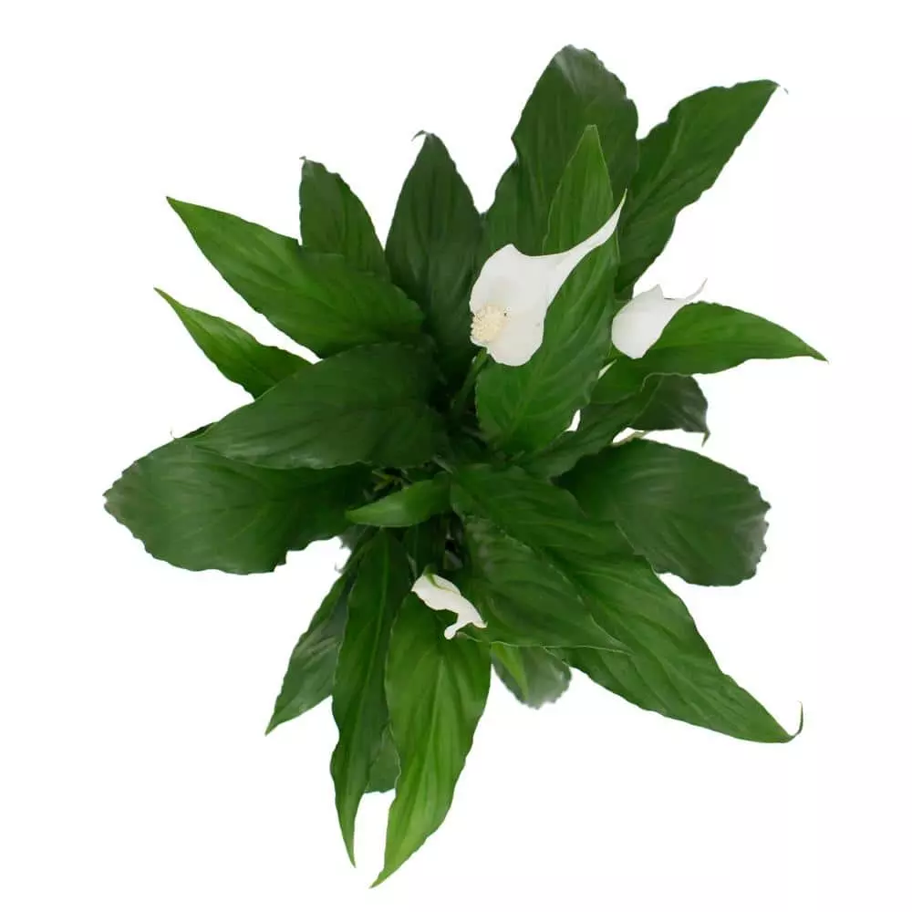 Promo ๐ Costa Farms Spathiphyllum in 6 in. Grower Pot ๐คฉ 8 Promo ๐ Costa Farms Spathiphyllum in 6 in. Grower Pot ๐คฉ - Image 6