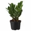 Deals ๐ Costa Farms ZZ Plant in 6 in. Grower Pot โญ 2 Deals ๐ Costa Farms ZZ Plant in 6 in. Grower Pot โญ -Pavestone || Costa Farms Shop costa farms indoor plants 6zz 64 1000