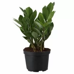 Deals 👏 Costa Farms ZZ Plant in 6 in. Grower Pot ⭐