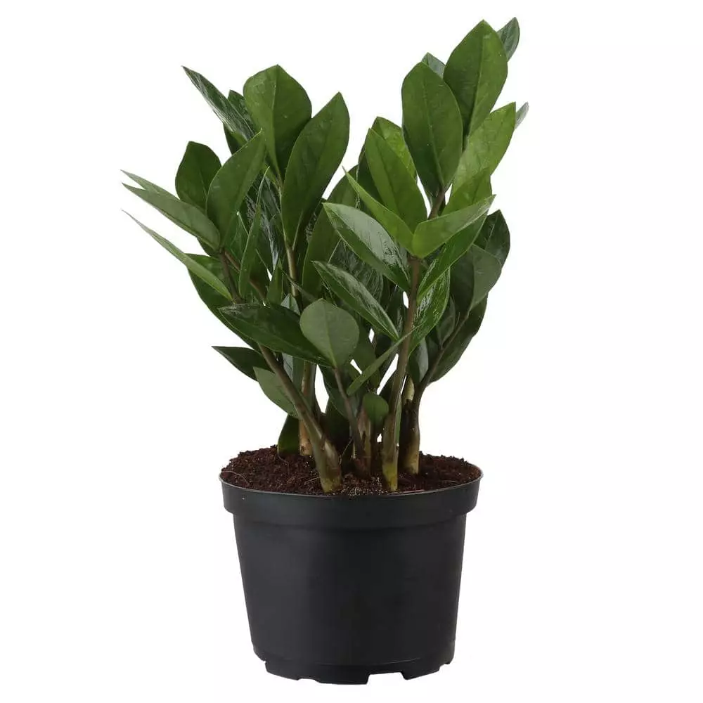 Deals ๐ Costa Farms ZZ Plant in 6 in. Grower Pot โญ 3 Deals ๐ Costa Farms ZZ Plant in 6 in. Grower Pot โญ