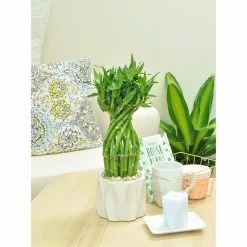 Buy 🔥 Costa Farms Medium Lucky Bamboo Grower's Choice Braid in White Round Ceramic 🌟 -Pavestone || Costa Farms Shop costa farms indoor plants bamflobrsambpur 1f 1000