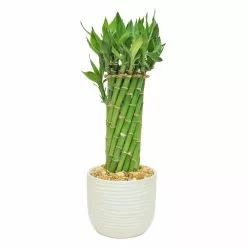 Buy 🔥 Costa Farms Medium Lucky Bamboo Grower's Choice Braid in White Round Ceramic 🌟