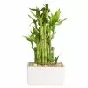 Outlet 👍 Costa Farms Lucky Bamboo Grower's Choice Braid in 5.5 in. White Square Ceramic 👍 -Pavestone || Costa Farms Shop costa farms indoor plants bamwvbrgaliwhsq 64 1000