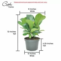 Best deal 🔔 Costa Farms Little Fiddle Leaf Fig in 6in. White Ceramic Planter 🛒 -Pavestone || Costa Farms Shop costa farms indoor plants co 1 40qflyrata 44 1000