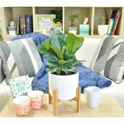 Best deal 🔔 Costa Farms Little Fiddle Leaf Fig in 6in. White Ceramic Planter 🛒 -Pavestone || Costa Farms Shop costa farms indoor plants co 1 40qflyrata 4f 1000