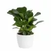Best deal 🔔 Costa Farms Little Fiddle Leaf Fig in 6in. White Ceramic Planter 🛒 -Pavestone || Costa Farms Shop costa farms indoor plants co 1 40qflyrata 64 1000