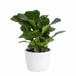 Best deal 🔔 Costa Farms Little Fiddle Leaf Fig in 6in. White Ceramic Planter 🛒