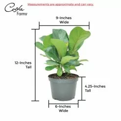 Best deal 🔔 Costa Farms Little Fiddle Leaf Fig in 6in. White Ceramic Planter 🛒 -Pavestone || Costa Farms Shop costa farms indoor plants co 1 40qflyrata 76 1000