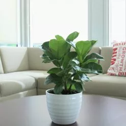 Best deal 🔔 Costa Farms Little Fiddle Leaf Fig in 6in. White Ceramic Planter 🛒 -Pavestone || Costa Farms Shop costa farms indoor plants co 1 40qflyrata c3 1000