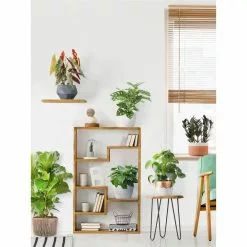 Best deal 🔔 Costa Farms Little Fiddle Leaf Fig in 6in. White Ceramic Planter 🛒 -Pavestone || Costa Farms Shop costa farms indoor plants co 1 40qflyrata fa 1000