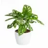 Best reviews of ⭐ Costa Farms Trending Tropicals Little Swiss Monstera Plant in 6 in. Ceramic Pot 🥰 2 Best reviews of ⭐ Costa Farms Trending Tropicals Little Swiss Monstera Plant in 6 in. Ceramic Pot 🥰 -Pavestone || Costa Farms Shop costa farms indoor plants co 1 41mon 3 tr 64 1000