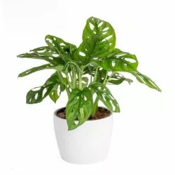 Best reviews of โญ Costa Farms Trending Tropicals Little Swiss Monstera Plant in 6 in. Ceramic Pot ๐ฅฐ