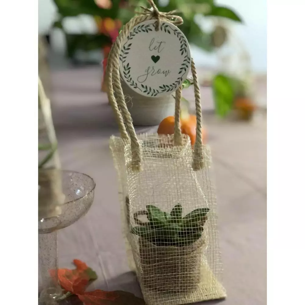 Coupon ✨ Costa Farms 2 in. Mini Succulents Plants in Mini Cube Ceramic (3-Pack) ❤️ 6 Coupon ✨ Costa Farms 2 in. Mini Succulents Plants in Mini Cube Ceramic (3-Pack) ❤️ - Image 4