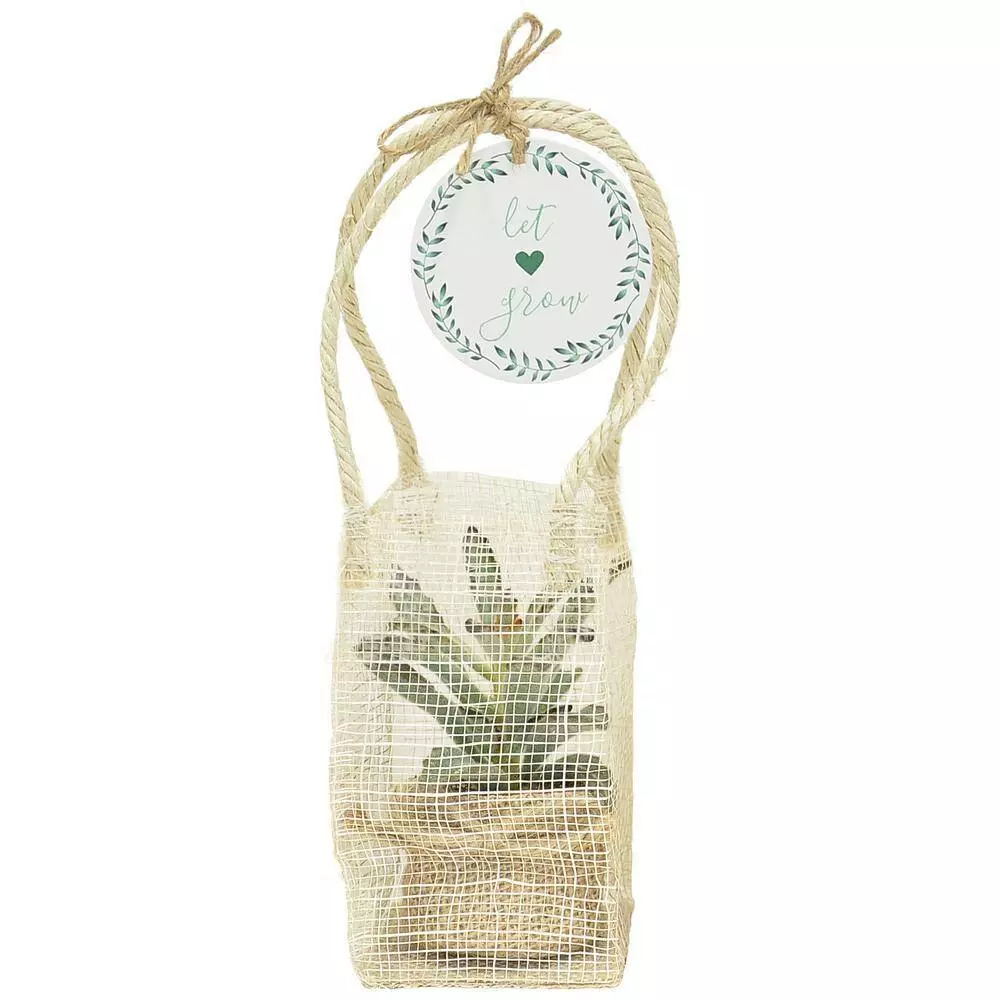 Coupon ✨ Costa Farms 2 in. Mini Succulents Plants in Mini Cube Ceramic (3-Pack) ❤️ 9 Coupon ✨ Costa Farms 2 in. Mini Succulents Plants in Mini Cube Ceramic (3-Pack) ❤️ - Image 7