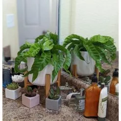 Coupon ✨ Costa Farms 2 in. Mini Succulents Plants in Mini Cube Ceramic (3-Pack) ❤️ 11 Coupon ✨ Costa Farms 2 in. Mini Succulents Plants in Mini Cube Ceramic (3-Pack) ❤️ -Pavestone || Costa Farms Shop costa farms indoor plants co 2suc 13 cube 4f 1000