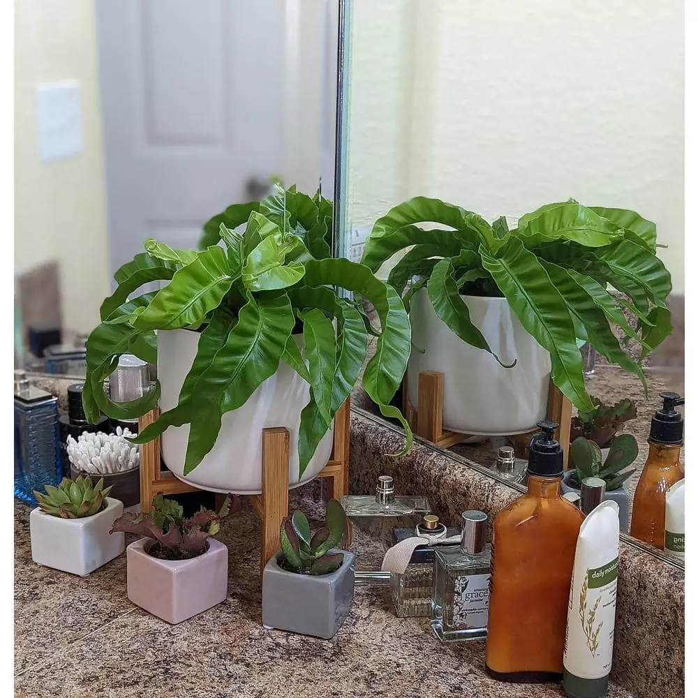 Coupon ✨ Costa Farms 2 in. Mini Succulents Plants in Mini Cube Ceramic (3-Pack) ❤️ 5 Coupon ✨ Costa Farms 2 in. Mini Succulents Plants in Mini Cube Ceramic (3-Pack) ❤️ - Image 3