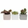 Coupon ✨ Costa Farms 2 in. Mini Succulents Plants in Mini Cube Ceramic (3-Pack) ❤️ -Pavestone || Costa Farms Shop costa farms indoor plants co 2suc 13 cube 64 1000